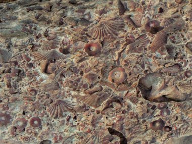 Fosilleşmiş (fosilleşmiş) kabuklar, bitkiler ve krinoidler. Karoo, Batı Burnu, Güney Afrika.