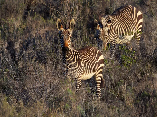 Cebra Montaña Del Cabo Equus Zebra Zebra Karoo Western Cape — Foto de Stock