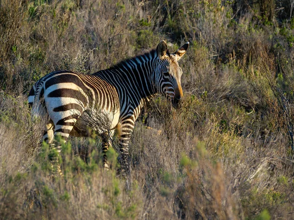 Cape Dağı Zebrası Equus Zebra Karoo Batı Burnu Güney Afrika — Stok fotoğraf