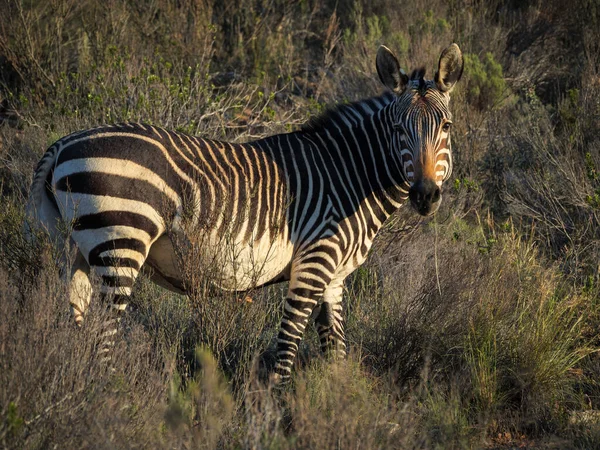 Cape Dağı Zebrası Equus Zebra Karoo Batı Burnu Güney Afrika — Stok fotoğraf