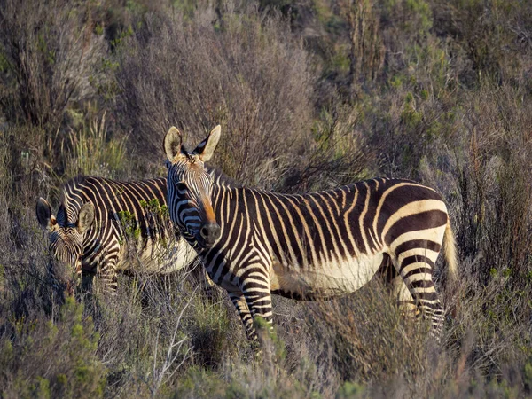 Cape Dağı Zebrası Equus Zebra Karoo Batı Burnu Güney Afrika — Stok fotoğraf