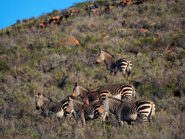 Troupeau Zèbres Montagne Cap Equus Zebra Zebra Avec Lune Arrière — Photo