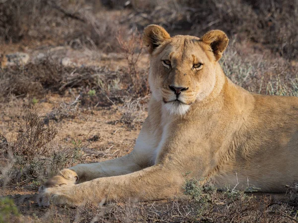 León Panthera Leo Hembra Leona Karoo Western Cape Sudáfrica — Foto de Stock