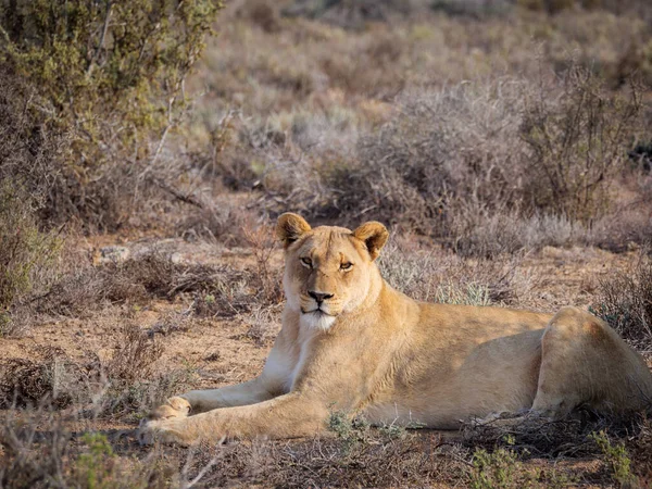 Leão Panthera Leo Fêmea Leoa Karoo Western Cape África Sul — Fotografia de Stock