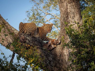 Awesome leopard (Panthera pardus) in a tree with its Bushbuck (Tragelaphus Scriptus) kill.. Mpumalanga. South Africa. clipart
