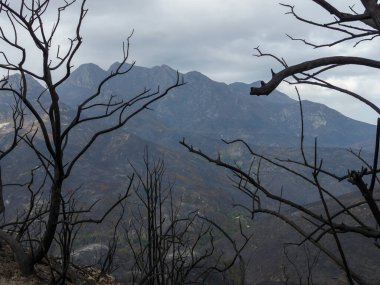 George, Batı Burnu / Güney Afrika - 30 Ekim 2018: Kasabanın hemen dışındaki Outeniqua Dağları 'nı kasıp kavuran Ekim yangınlarından sonra. Fynbos bitki örtüsünün düzelmesi yıllar sürer..