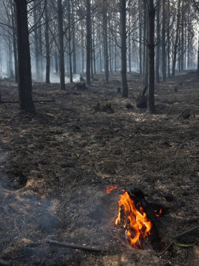 Batı Burnu yakınlarındaki Outeniqua Dağları 'nın yamaçlarındaki bir çam tarlasında çıkan yangından sonra yanan ağaç kütüğü. Güney Afrika.