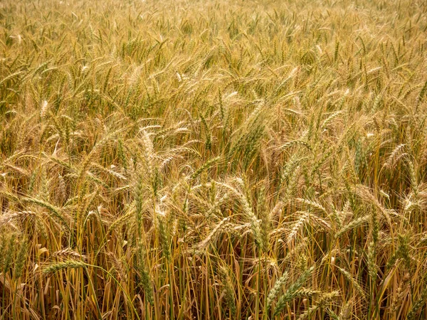 Orejas Trigo Dorado Campo Cerca Greyton Rica Cosecha Trigo Maduración —  Fotos de Stock