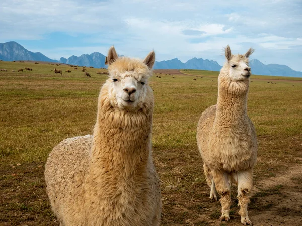 Greyton yakınlarındaki bir tarlada lama. Batı Burnu. Güney Afrika.