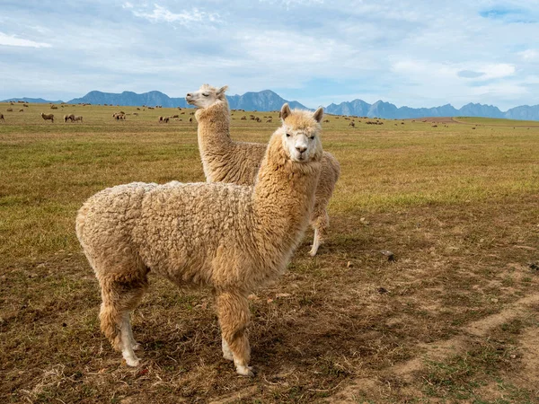 Greyton yakınlarındaki bir tarlada lama. Batı Burnu. Güney Afrika.