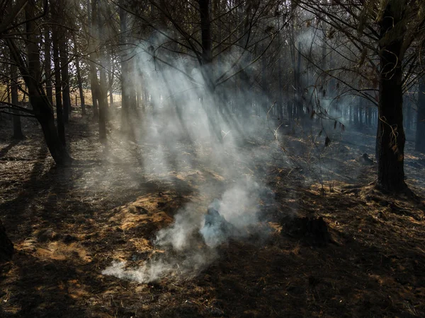 Batı Burnu yakınlarındaki Outeniqua Dağları 'nın yamaçlarındaki bir çam tarlasında çıkan yangından sonra yanan ağaç kütüğü. Güney Afrika.