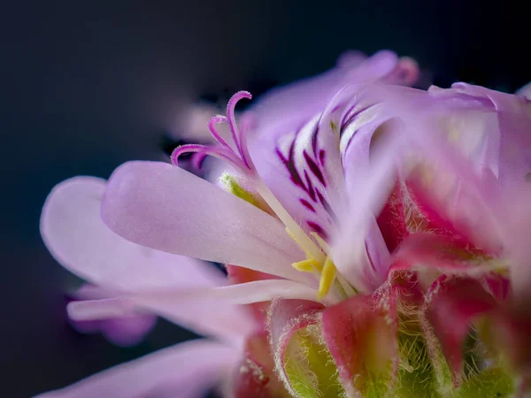 Pelargonium sp. Çiçekler. - George? Bahçe Yolu. Batı Burnu. Güney Afrika