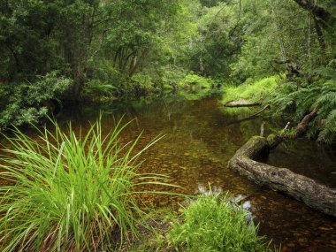 Nehir manzarası. Orman deresi. Bahçe Yolu. Batı Burnu. Güney Afrika.