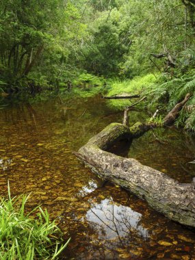 Nehir manzarası. Orman deresi. Bahçe Yolu. Batı Burnu. Güney Afrika.