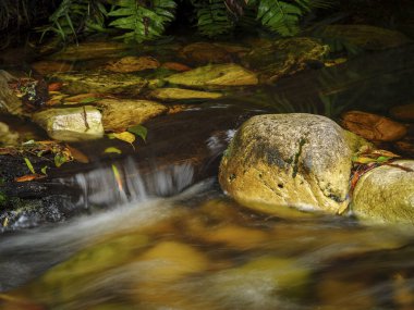 Nehir manzarası. Orman deresi. Bahçe Yolu. Batı Burnu. Güney Afrika.