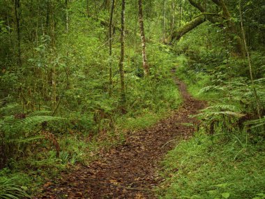 Orman Yürüyüş Patikası. Bahçe Yolu. Batı Burnu. Güney Afrika