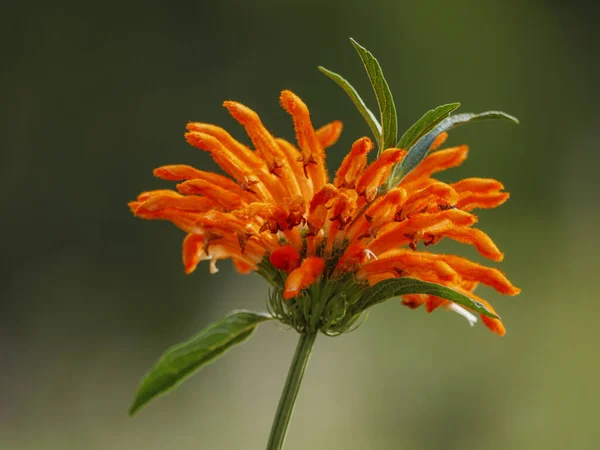 Vahşi dagga ya da aslan kuyruğu (Leonotis leonurus). Cape Town 'da. Batı Burnu. Güney Afrika