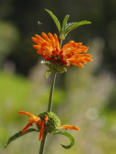 Vahşi dagga ya da aslan kuyruğu (Leonotis leonurus). Cape Town 'da. Batı Burnu. Güney Afrika