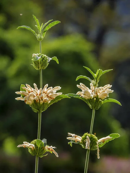 Wild dagga or lion\'s tail (Leonotis leonurus var. albiflora). Cape Town. Western Cape. South Africa