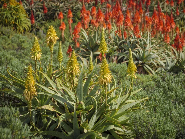 Krantz aloe (Aloe ağaç kesimleri). Cape Town 'da. Batı Burnu. Güney Afrika