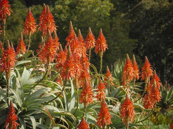 Krantz aloe (Aloe ağaç kesimleri). Cape Town 'da. Batı Burnu. Güney Afrika
