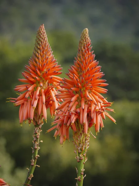 Krantz Aloe Aloe Arborescens Fokváros Nyugati Köpeny Dél Afrika — Stock Fotó