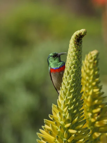 Southern double-collared sunbird or lesser double-collared sunbird (Cinnyris chalybeus) on a yellow Krantz aloe (Aloe arborescens). Cape Town. Western Cape. South Africa