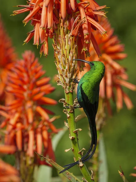 Malachite sunbird (Nectarinia famosa) feeding on nectar on a Krantz aloe (Aloe arborescens). Cape Town. Western Cape. South Africa