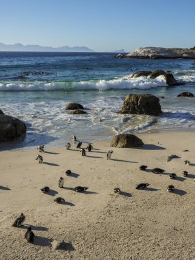 Boulders Beack 'teki Afrika pengueni, siyah ayaklı penguen ya da ahmak penguen kolonisi (Spheniscus demersus). Cape Town 'da. Batı Burnu. Güney Afrika