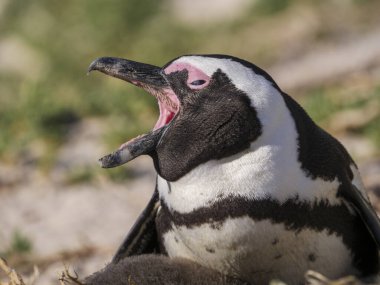 Afrika pengueni, siyah ayaklı penguen veya eşek pengueni (Spheniscus demersus). Cape Town 'da. Batı Burnu. Güney Afrika