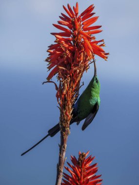 Malachite güneş kuşu (Nectarinia famosa) bir Krantz aloe (Aloe arborescens) Burnu üzerinde nektarla beslenir. Cape Town 'da. Batı Burnu. Güney Afrika
