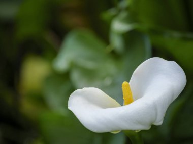 Beyaz veya yaygın arum zambağı (Zantedeschia aethiopica) çiçeği. - George? Bahçe Yolu. Batı Burnu. Güney Afrika