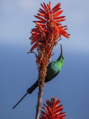 Malachite güneş kuşu (Nectarinia famosa) bir Krantz aloe (Aloe arborescens) Burnu üzerinde nektarla beslenir. Cape Town 'da. Batı Burnu. Güney Afrika