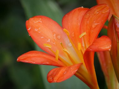 Çalı zambağı, boslelie veya clivia (Clivia miniata) çiçeği. Küçük Karoo. Batı Burnu. Güney Afrika