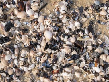 Gözcü Sahili 'nde deniz kabukları. Plettenberg Körfezi. Bahçe Yolu. Batı Burnu. Güney Afrika