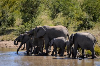 Afrika çalı fili (Loxodonta africana), bir su birikintisinde içen Afrika savanası fil sürüsü olarak da bilinir. Daha Büyük Kruger Ulusal Parkı. Mpumalanga. Güney Afrika