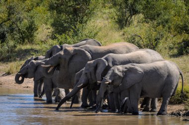 Afrika çalı fili (Loxodonta africana), bir su birikintisinde içen Afrika savanası fil sürüsü olarak da bilinir. Daha Büyük Kruger Ulusal Parkı. Mpumalanga. Güney Afrika