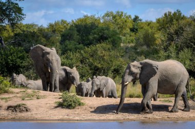 Afrika çalı fili (Loxodonta africana), bir su birikintisindeki Afrika savanası fil sürüsü olarak da bilinir. Daha Büyük Kruger Ulusal Parkı. Mpumalanga. Güney Afrika