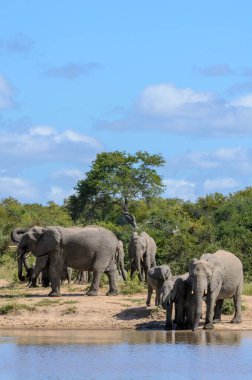 Afrika çalı fili (Loxodonta africana), bir su birikintisindeki Afrika savanası fil sürüsü olarak da bilinir. Daha Büyük Kruger Ulusal Parkı. Mpumalanga. Güney Afrika