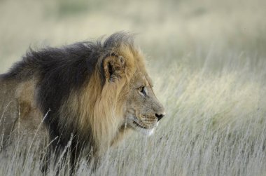 Aslan (Panthera leo). Güney Afrika