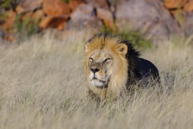 Aslan (Panthera leo). Güney Afrika
