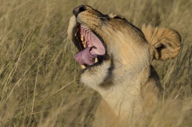 Aslan (Panthera leo). Güney Afrika