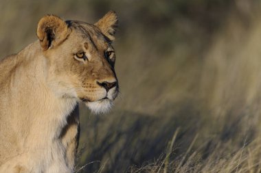 Aslan (Panthera leo). Güney Afrika