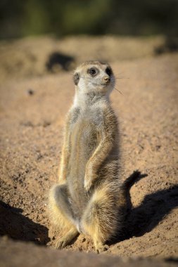 Meerkat veya suricate (Suricata suricatta). Kalahari. Güney Afrika