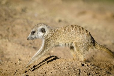 Meerkat veya suricata suricatta (Suricata suricatta) bir yuva kazıyor. Kalahari. Güney Afrika