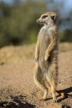 Meerkat veya suricate (Suricata suricatta). Kalahari. Güney Afrika