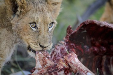 Aslan (Panthera leo) bir leşle beslenen yavru. Kalahari, Güney Afrika