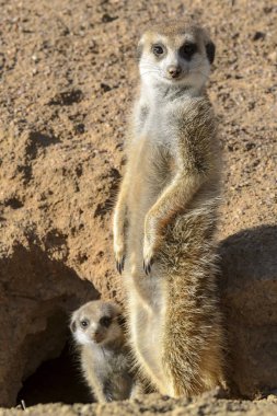 Meerkat veya suricate (Suricata suricatta). Kalahari yetişkin ve çocuksu. Güney Afrika