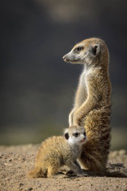 Meerkat veya suricate (Suricata suricatta). Kalahari yetişkin ve çocuksu. Güney Afrika