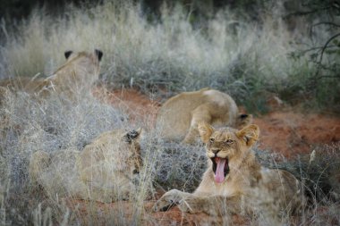 Aslan (Panthera leo) yavruları. Kalahari, Güney Afrika